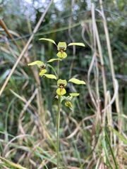 Diuris praecox