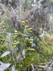 Diuris praecox