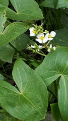 Sagittaria brevirostra