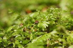 Hymenophyllum cupressiforme