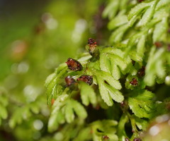 Hymenophyllum cupressiforme