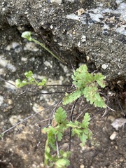 Myriopteris peninsularis