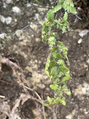 Myriopteris peninsularis