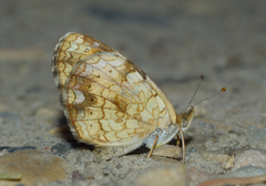 Phyciodes tharos orantain