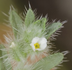 Cryptantha mexicana