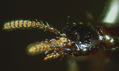 Atrecus macrocephalus