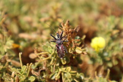 Rhynocoris erythropus