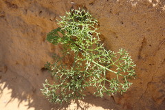 Cachrys libanotis