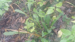 Silene virginica