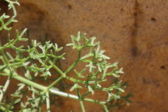 Cachrys libanotis