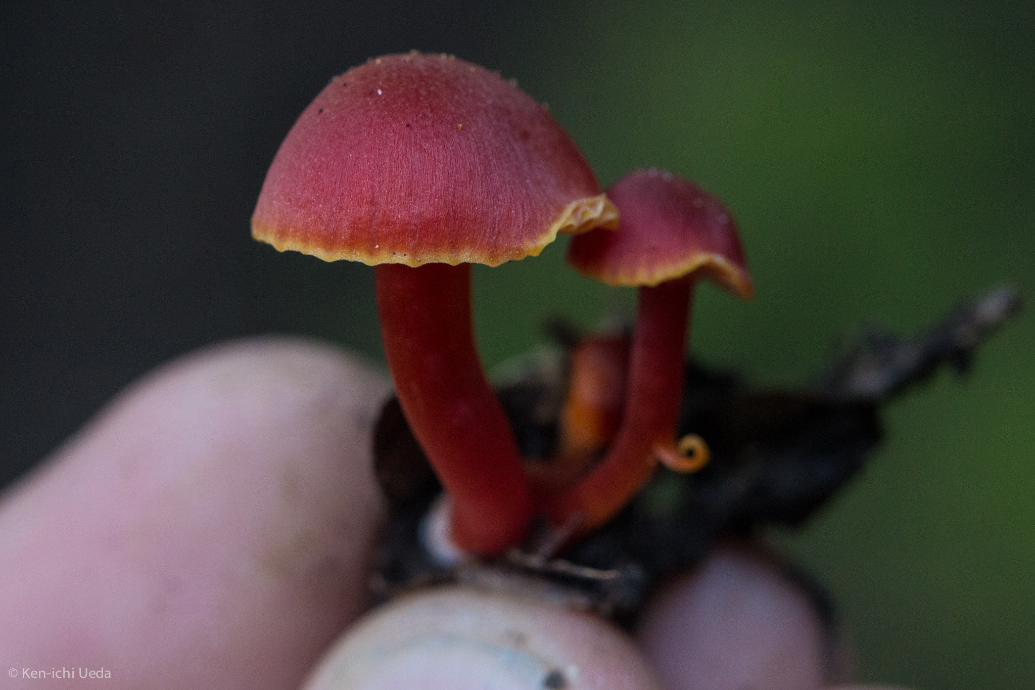 Hygrocybe coccinea image