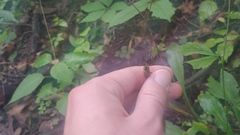 Silene virginica