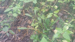 Silene virginica