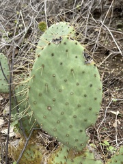Opuntia caboensis