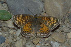 Phyciodes tharos orantain