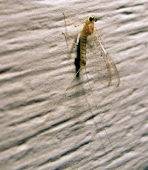 Maccaffertium modestum