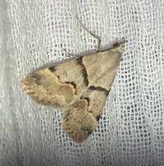 Hemeroplanis incusalis