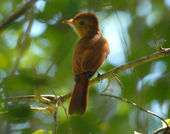 Casiornis rufus