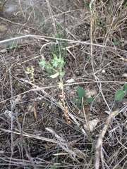 Euphorbia peplidion