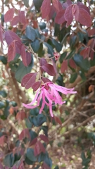 Loropetalum chinense