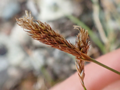Carex micropoda