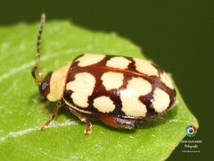 Alagoasa jacobiana