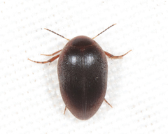 Eucinetidae