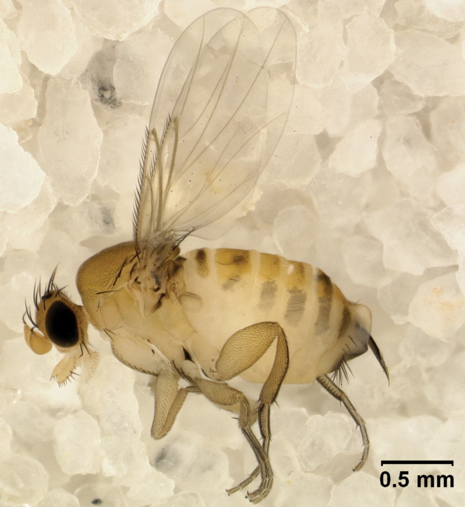 Apocephalus borealis