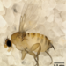 Apocephalus borealis - Photo (c) A new threat to honey bees, the parasitic phorid fly Apocephalus borealis, algunos derechos reservados (CC BY)