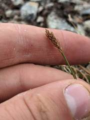 Carex micropoda