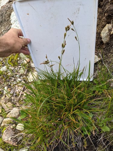 woodrush sedge (Carex luzulina)