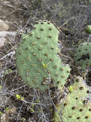 Opuntia caboensis