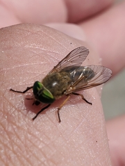 Tabanus nigrovittatus