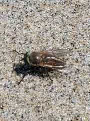 Tabanus nigrovittatus