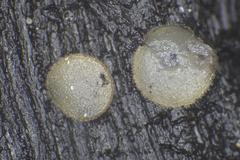 Perilachnea hemisphaerioides