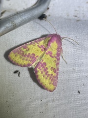 Psectrotarsia suavis