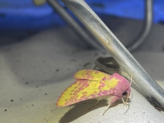 Psectrotarsia suavis