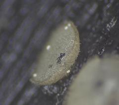 Perilachnea hemisphaerioides