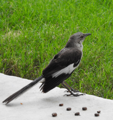 Mimus polyglottos