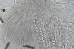 Perilachnea hemisphaerioides