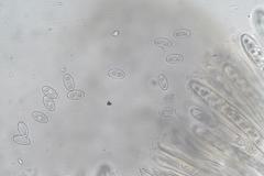 Perilachnea hemisphaerioides