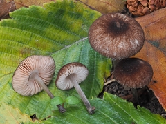Pluteus nanus