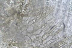 Perilachnea hemisphaerioides