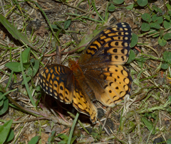 Speyeria cybele pseudocarpenteri