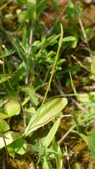 Ophioglossum pusillum