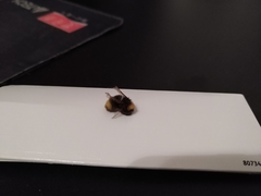 Bombus haematurus