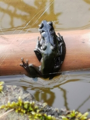 Dendropsophus luddeckei