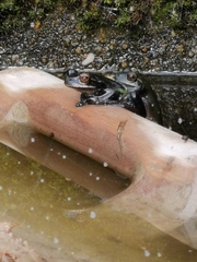 Dendropsophus luddeckei