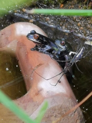 Dendropsophus luddeckei