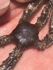Ophiocoma echinata